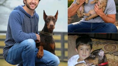 Act of love goes viral: Chase Elliott announces he will invest $20 million to build a “paradise” dedicated to rescuing stray dogs, promising love and homes to thousands of abandoned puppies!